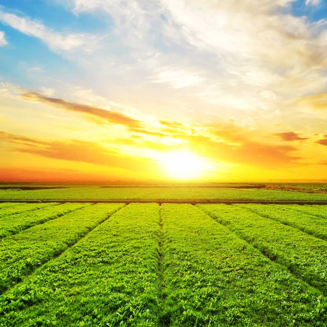 Field Crops