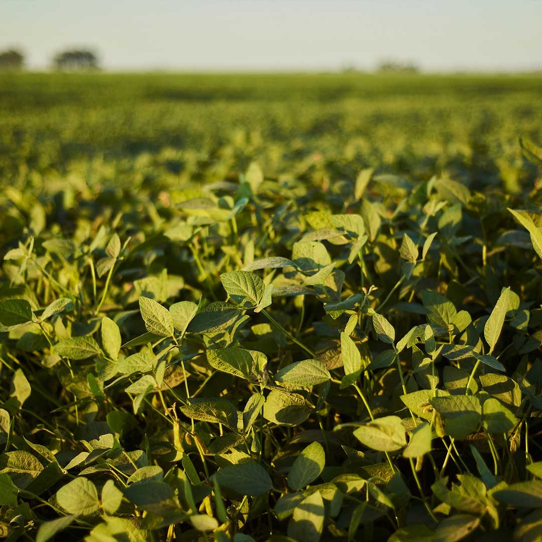 Forage Crops