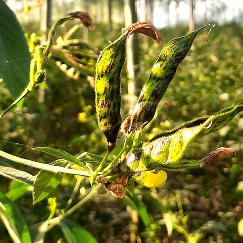 Arhar (Pigeonpea)