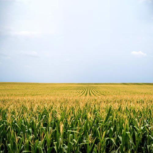 Maize