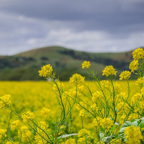 Mustard