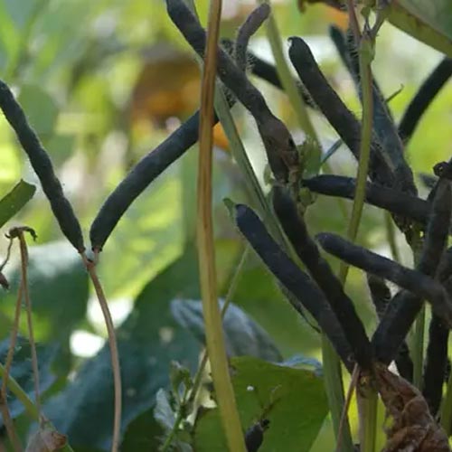 Urad