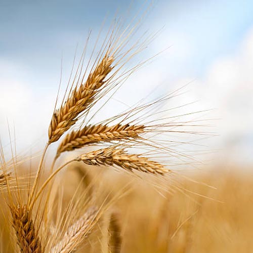 Wheat